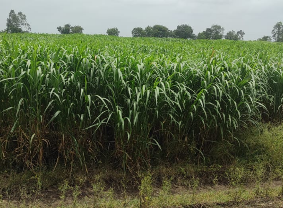 Sustainable Agriculture - Crop Field