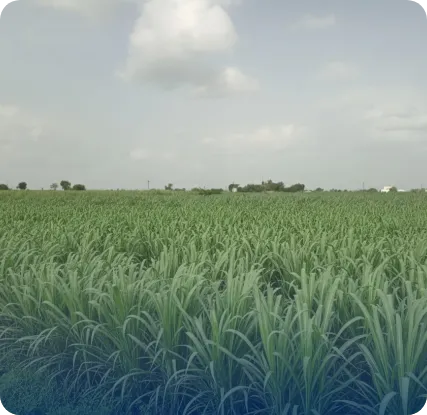 Renewable Dimethyl Ether production process