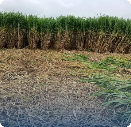 Agricultural land for CBG feedstock in Maharashtra